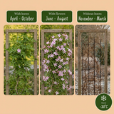 Jasmin rose - Jasminum × stephanense - H 35 cm, pot Ø9 cm - photo 5