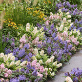Green boutiQ - Planta de Jardín - Buddleja davidii Butterfly Candy Little Tricolour - Arbusto de Mariposas - Compacto - Rosa-Blanco-Lila - 3 Plantas - Maceta 12cm - Altura 20-25cm