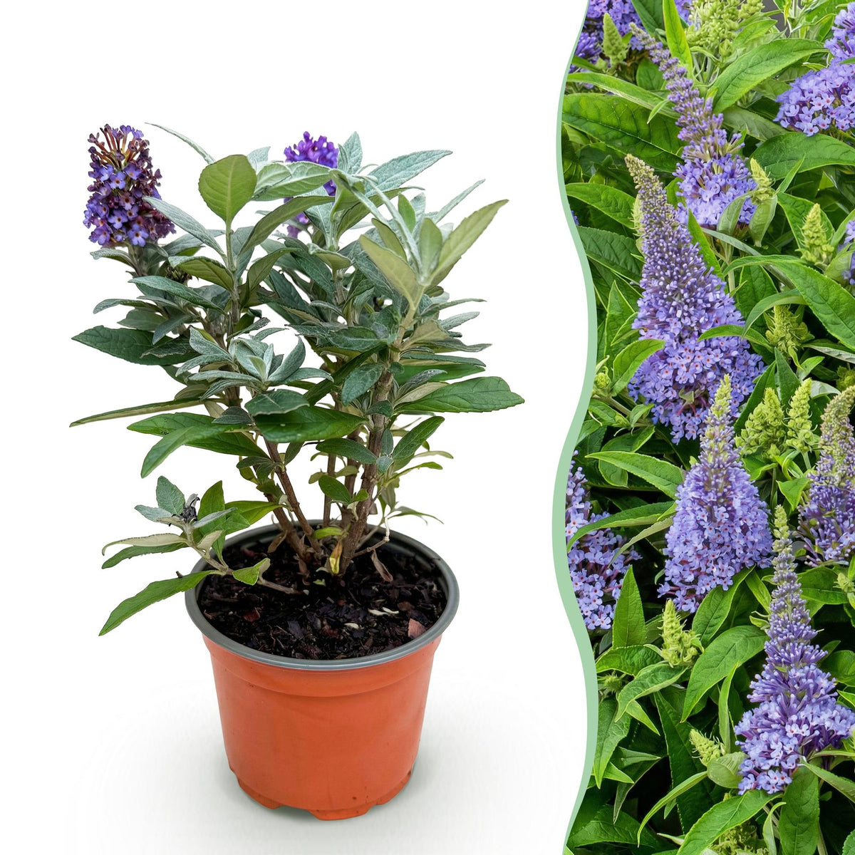 Green boutiQ - Planta de Jardín - Buddleja davidii Butterfly Candy Little Lila - Arbusto de Mariposas - Compacto - Lila - 1 Planta - Maceta 12cm - Altura 20-25cm
