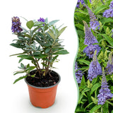 Green boutiQ - Planta de Jardín - Buddleja davidii Butterfly Candy Little Lila - Arbusto de Mariposas - Compacto - Lila - 1 Planta - Maceta 12cm - Altura 20-25cm