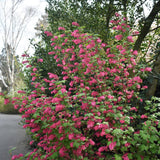 Groseillier à fleurs King Edward VII - Ribes sanguineum - H 45 cm, pot Ø17 cm