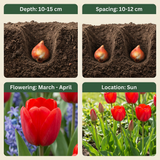 Tulipe triomphe rouge