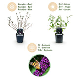 La Green Touch - Planta de Jardín - Buddleja davidii Black Night - Arbusto de Mariposas - Resistente al Invierno - Flores Púrpuras - 3 Plantas - Maceta 17cm - Altura 45cm