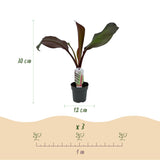Bananier d'Abyssinie rouge Maurelii - Ensete ventricosum - 2 plants