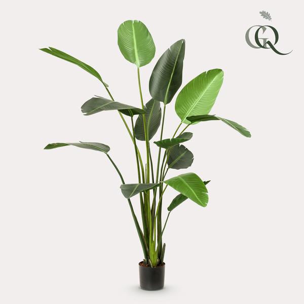 Planta de arte - Strelitzia Nicolai - Paradijsvogelbloem - 230cm