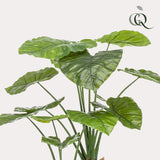 Planta de arte - Alocasia - Olifantsoor - 110cm