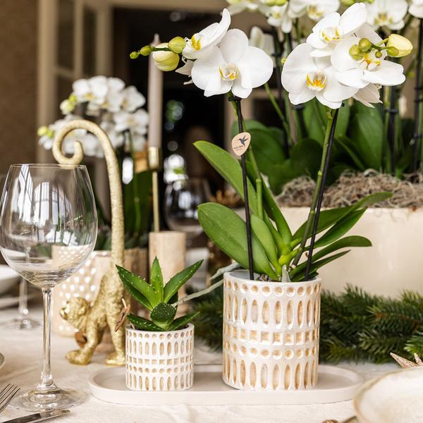 Compañía Kolibri | Plantenset Le Chic pequeño | Orquídea Phalaenopsis Blanca Amabilis y Suculentas incl. Hoja de servicio de cerámica en crema orgánica