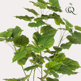 Planta de arte - Ficus umbellado - Mujer africana - 125cm