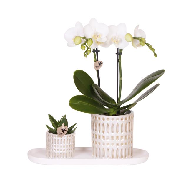 Compañía Kolibri | Plantenset Le Chic pequeño | Orquídea Phalaenopsis Blanca Amabilis y Suculentas incl. Hoja de servicio de cerámica en crema orgánica