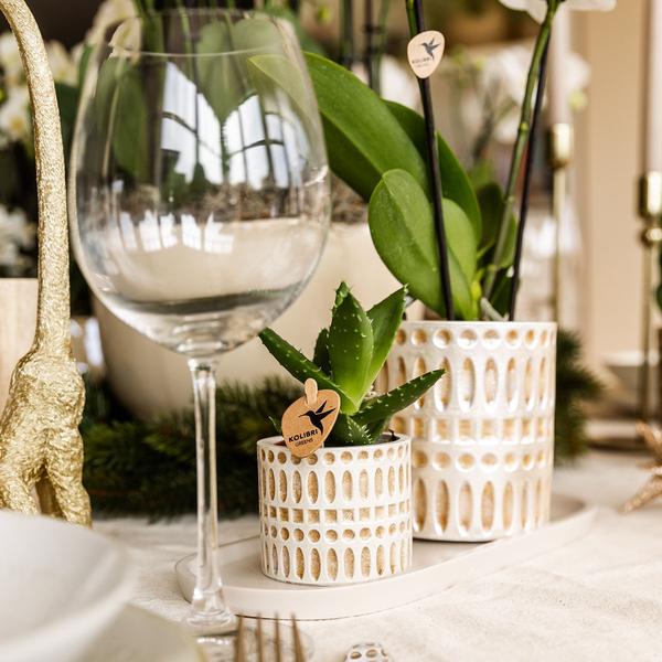 Compañía Kolibri | Plantenset Le Chic pequeño | Orquídea Phalaenopsis Blanca Amabilis y Suculentas incl. Hoja de servicio de cerámica en crema orgánica