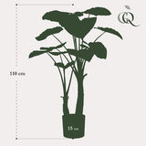 Planta de arte - Alocasia - Olifantsoor - 110cm