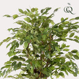 Planta de arte - Ficus liana - Vioolbladplant - 170cm