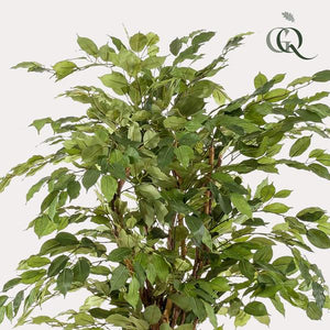 Planta de arte - Ficus liana - Vioolbladplant - 170cm