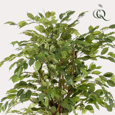 Planta de arte - Ficus liana - Vioolbladplant - 170cm