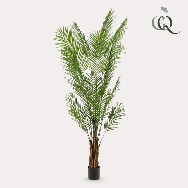 Plantas de arte - Areca Lutescens - Palma dorada - 240cm