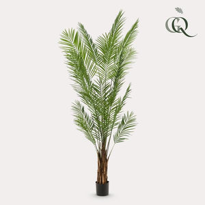 Plantas de arte - Areca Lutescens - Palma dorada - 240cm