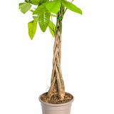 Pachira Acuática Ø19cm - ↕80cm