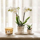 Compañía Kolibri | Plantenset Le Chic pequeño | Orquídea Phalaenopsis Blanca Amabilis y Suculentas incl. Hoja de servicio de cerámica en crema orgánica