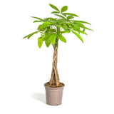 Pachira Acuática Ø19cm - ↕80cm