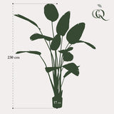 Planta de arte - Strelitzia Nicolai - Paradijsvogelbloem - 230cm