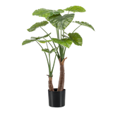 Planta de arte - Alocasia - Olifantsoor - 110cm