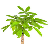 Pachira Acuática Ø19cm - ↕80cm