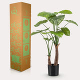 Planta de arte - Alocasia - Olifantsoor - 110cm