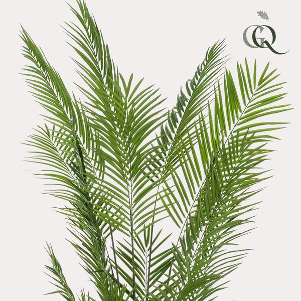 Plantas de arte - Areca Lutescens - Palma dorada - 240cm