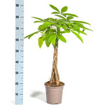 Pachira Acuática Ø19cm - ↕80cm