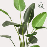 Planta de arte - Strelitzia Nicolai - Paradijsvogelbloem - 230cm