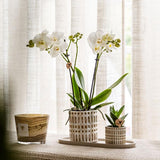 Compañía Kolibri | Plantenset Le Chic pequeño | Orquídea Phalaenopsis Blanca Amabilis y Suculentas incl. Hoja de servicio de cerámica en crema orgánica