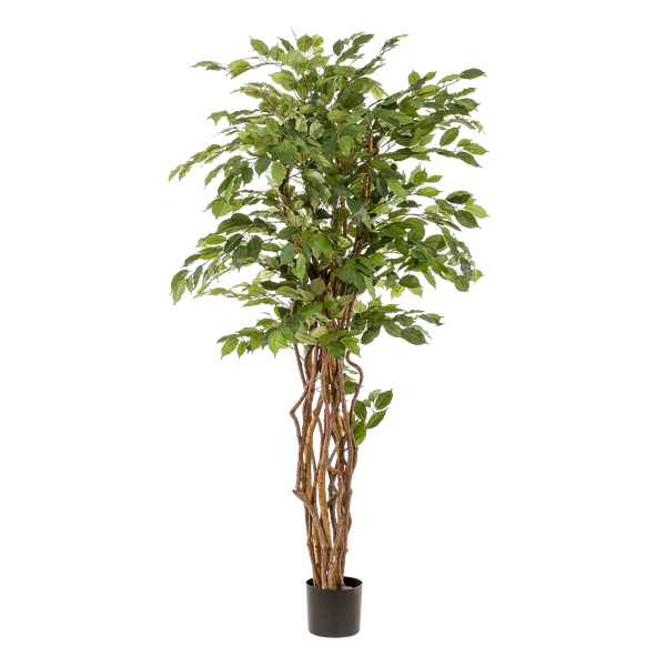 Planta de arte - Ficus liana - Vioolbladplant - 170cm