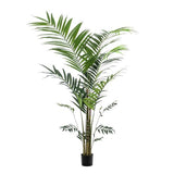 Planta de arte - Kentia -Kentiapalm - 210cm