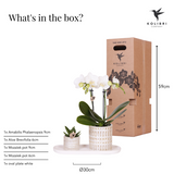 Compañía Kolibri | Plantenset Le Chic pequeño | Orquídea Phalaenopsis Blanca Amabilis y Suculentas incl. Hoja de servicio de cerámica en crema orgánica
