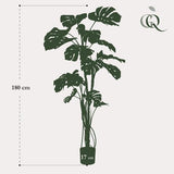 Planta de arte - Monstera - Planta de jardín - 180cm