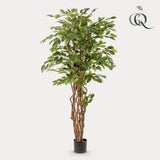 Planta de arte - Ficus liana - Vioolbladplant - 170cm