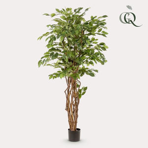 Planta de arte - Ficus liana - Vioolbladplant - 170cm