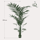 Planta de arte - Kentia -Kentiapalm - 210cm
