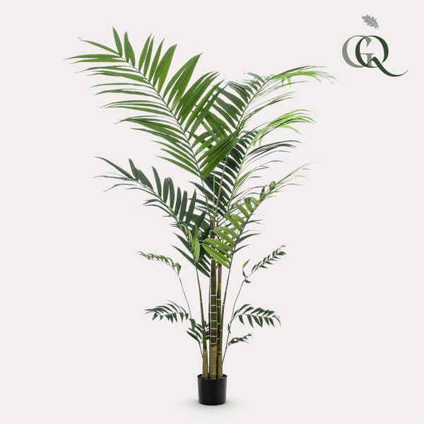 Planta de arte - Kentia -Kentiapalm - 210cm
