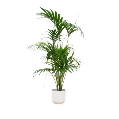 Oferta combinada - Palmera Kentia con elho Vibes Fold Round blanco Ø30 - 180 cm