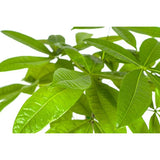 Pachira Acuática Ø19cm - ↕80cm
