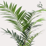 Planta de arte - Kentia -Kentiapalm - 210cm