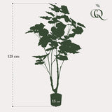 Planta de arte - Ficus umbellado - Mujer africana - 125cm