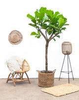 Pluma Ficus Lyrata XXXL - 230cm - ø42