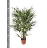Chamaerops Humilis struik - 180cm- Ø30