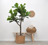 Pluma Ficus Lyrata - 180 cm - ⌀30
