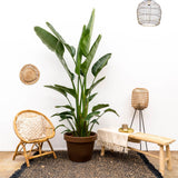 Strelitzia Augusta multiestambre XXL - 225 cm - ø40
