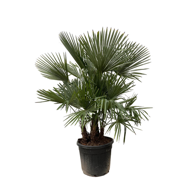 Trachycarpus multi estambre - 200cm - Ø45