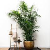 Kentia Palma XXL - 260cm - ø35