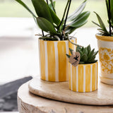 Compañía Kolibri | Set de regalo Atardecer Mediterráneo | Conjunto de plantas con orquídea Phalaenopsis blanca Lausanne y suculentas incl. piedras de cerámica
